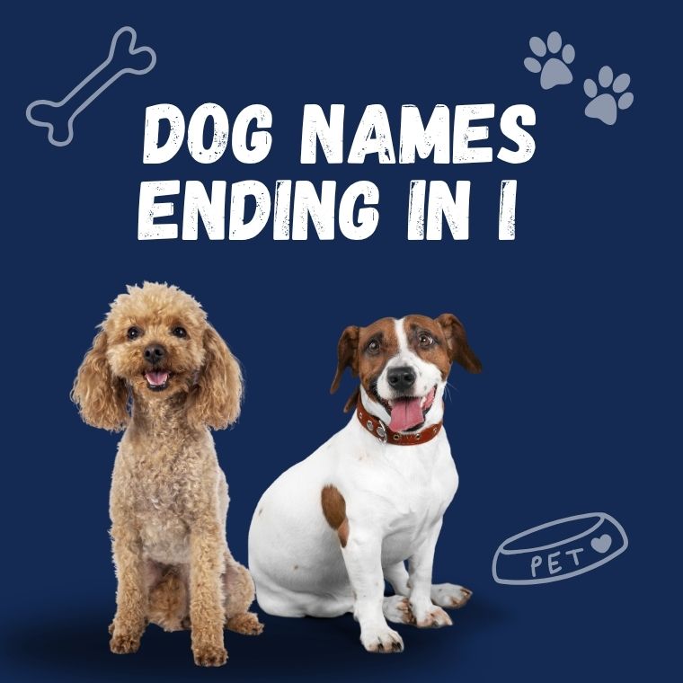 Dog Names Ending In I Dog Names Ending In I