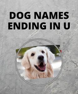 Dog Names Ending In U Dog Names Ending In U
