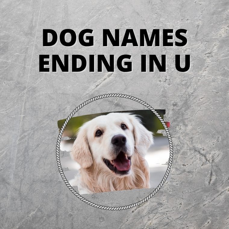 Dog Names Ending In U Dog Names Ending In U
