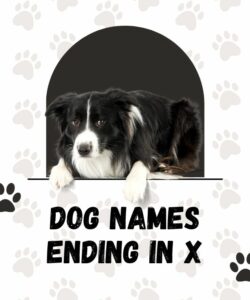 Dog Names Ending In X