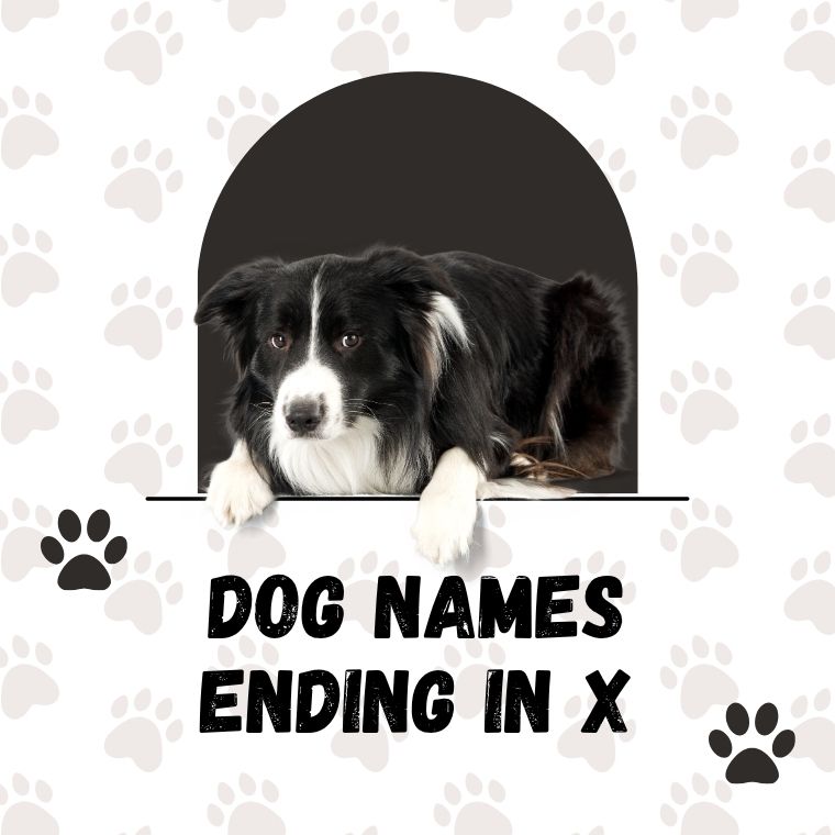 Dog Names Ending In X Dog Names Ending In X