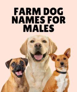 Farm Dog Names For Males