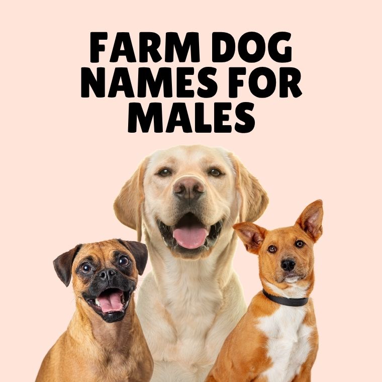 Farm Dog Names For Males Farm Dog Names For Males