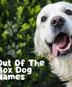 Out Of The Box Dog Names