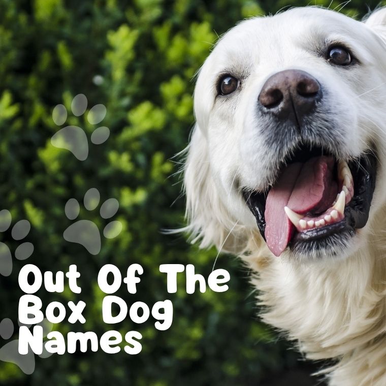 Out Of The Box Dog Names Out Of The Box Dog Names