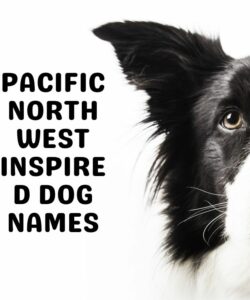 Pacific Northwest Inspired Dog Names