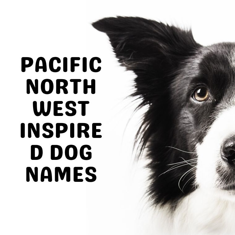 Pacific Northwest Inspired Dog Names Pacific Northwest Inspired Dog Names