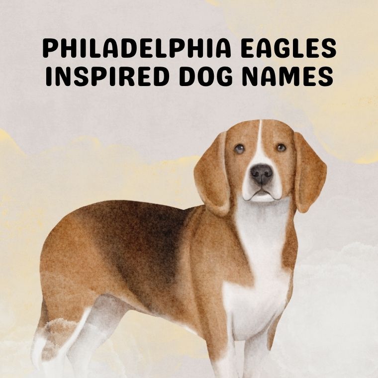 Philadelphia Eagles Inspired Dog Names Philadelphia Eagles Inspired Dog Names