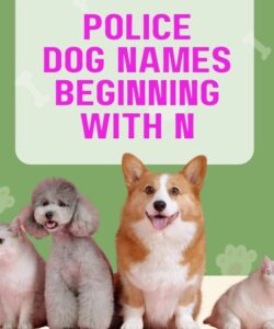 Police Dog Names Beginning With N Police Dog Names Beginning With N