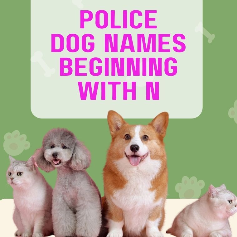 Police Dog Names Beginning With N