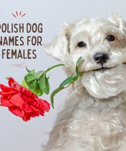 Polish Dog Names For Females