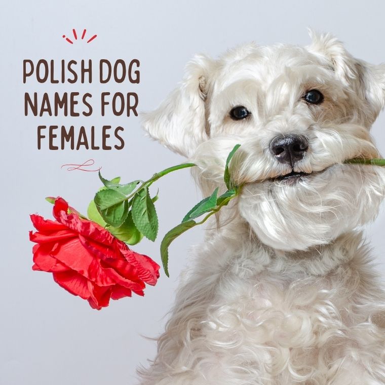 Polish Dog Names For Females Polish Dog Names For Females