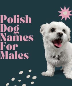 Polish Dog Names For Males