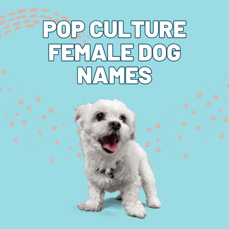 Pop Culture Female Dog Names Pop Culture Female Dog Names