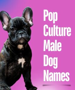 Pop Culture Male Dog Names Pop Culture Male Dog Names