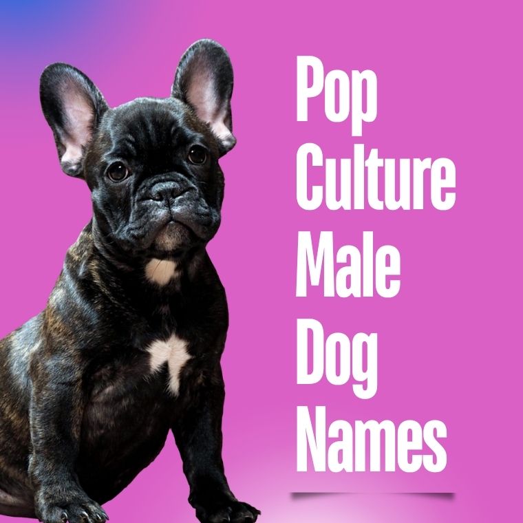Pop Culture Male Dog Names
