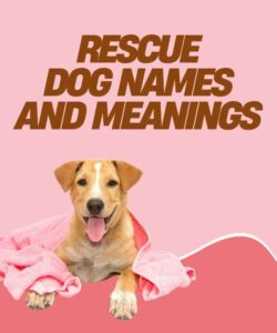 Rescue Dog Names And Meanings