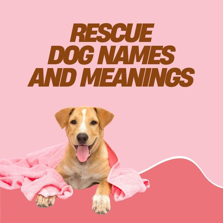 Rescue Dog Names And Meanings Rescue Dog Names And Meanings
