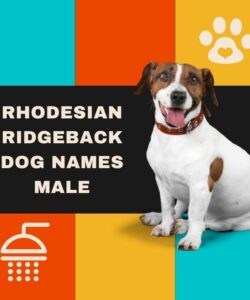 Rhodesian Ridgeback Dog Names Male Rhodesian Ridgeback Dog Names Male