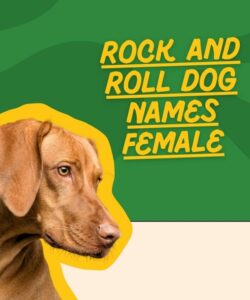 Rock And Roll Dog Names Female Rock And Roll Dog Names Female