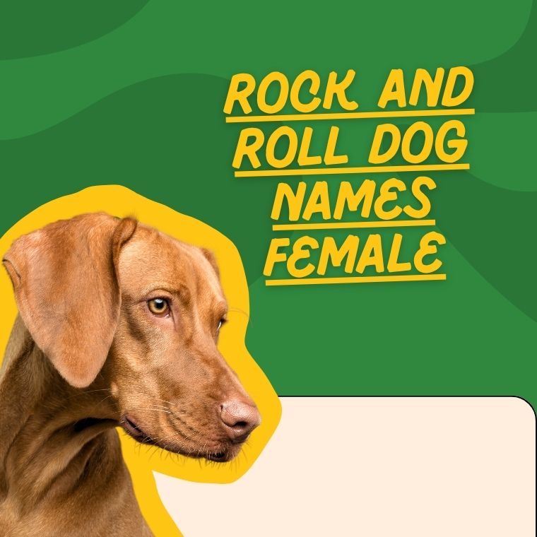 Rock And Roll Dog Names Female Rock And Roll Dog Names Female