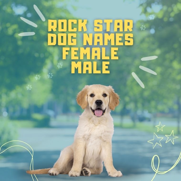 Rock Star Dog Names Female Male