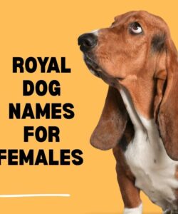 Royal Dog Names For Females