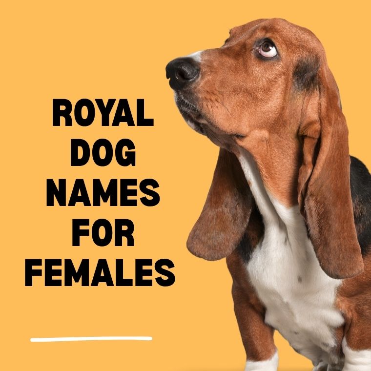 Royal Dog Names For Females Royal Dog Names For Females