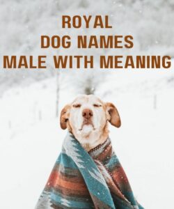Royal Dog Names Male With Meaning Royal Dog Names Male With Meaning