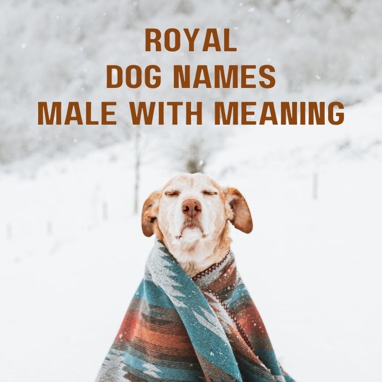 Royal Dog Names Male With Meaning