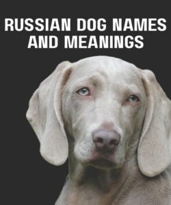 Russian Dog Names And Meanings Russian Dog Names And Meanings