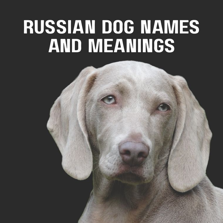 Russian Dog Names And Meanings Russian Dog Names And Meanings