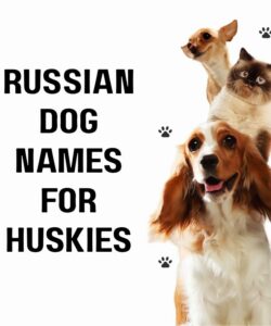 Russian Dog Names For Huskies Russian Dog Names For Huskies
