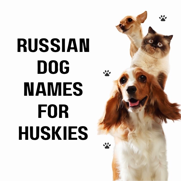 Russian Dog Names For Huskies Russian Dog Names For Huskies