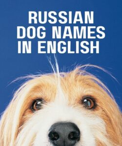 Russian Dog Names In English Russian Dog Names In English