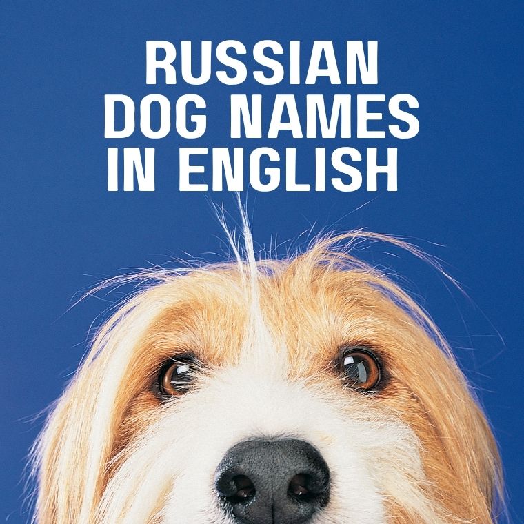 Russian Dog Names In English