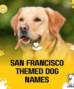 San Francisco Themed Dog Names San Francisco Themed Dog Names