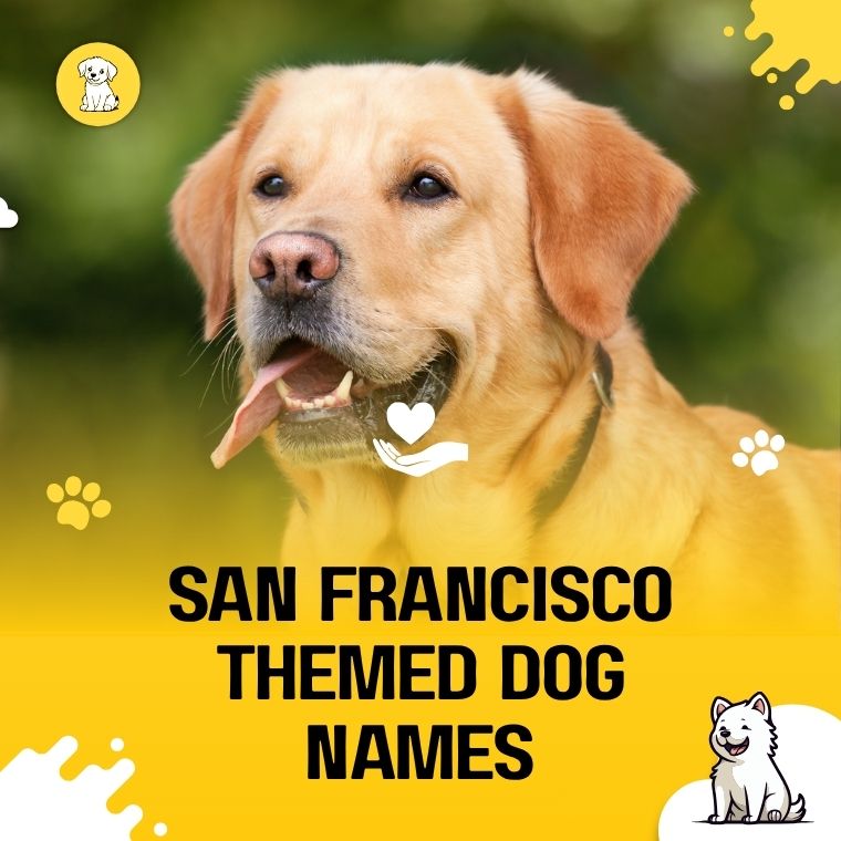 San Francisco Themed Dog Names San Francisco Themed Dog Names