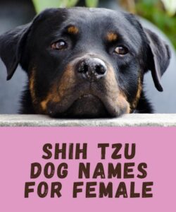 Shih Tzu Dog Names For Female