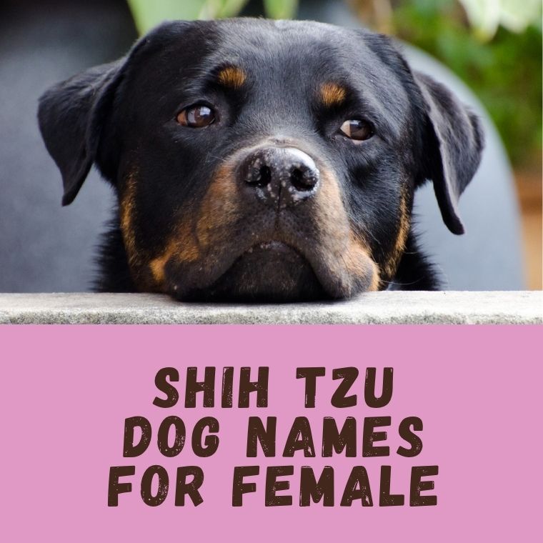 Shih Tzu Dog Names For Female