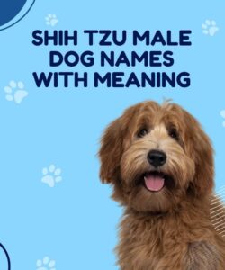 Shih Tzu Male Dog Names With Meaning Shih Tzu Male Dog Names With Meaning