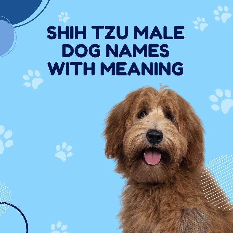 Shih Tzu Male Dog Names With Meaning