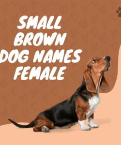 Small Brown Dog Names Female
