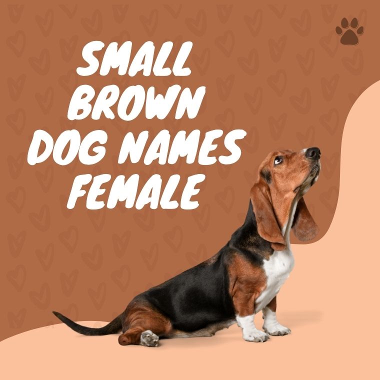 Small Brown Dog Names Female Small Brown Dog Names Female