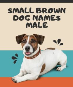 Small Brown Dog Names Male Small Brown Dog Names Male
