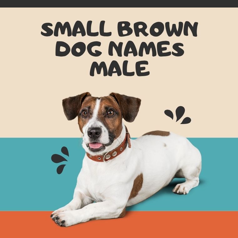 Small Brown Dog Names Male Small Brown Dog Names Male