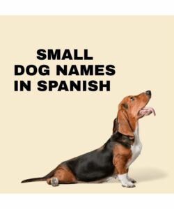 Small Dog Names In Spanish