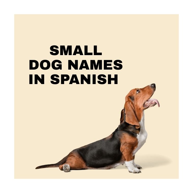 Small Dog Names In Spanish Small Dog Names In Spanish