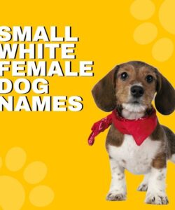 Small White Female Dog Names Small White Female Dog Names