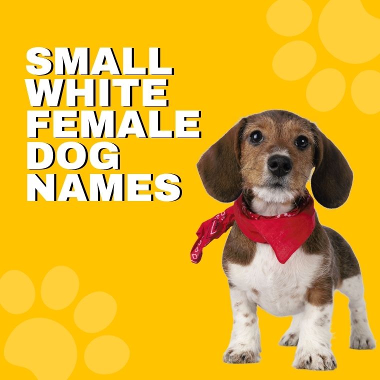 Small White Female Dog Names Small White Female Dog Names